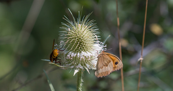 蝴蝶和苍蝇栖息在植物上图片