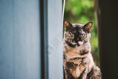 动物古老的可爱猫在图片