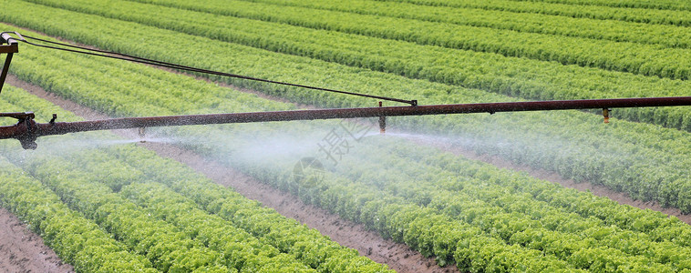 夏季绿生菜种植面积的自动灌溉系统图片