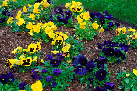 位于美国华盛顿特区的色彩鲜艳的三色紫罗兰花坛图片