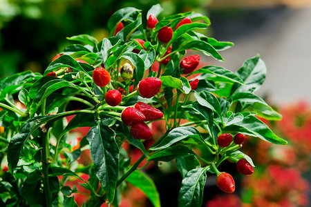 花园里树上的红辣椒图片
