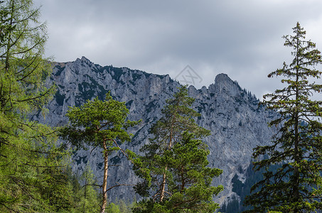 绿树和高山图片