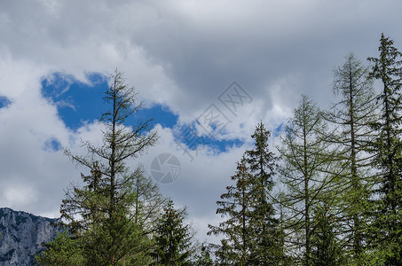 树木和天空与云图片