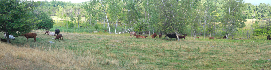 牧牛群聚集在田地景观全景的图片
