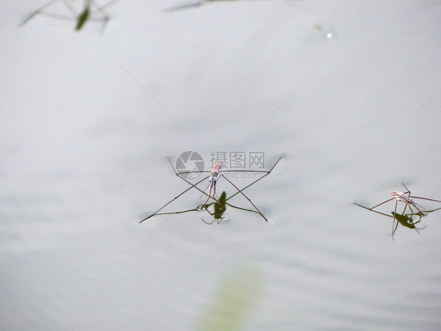 站在水面上的小水蜘蛛图片