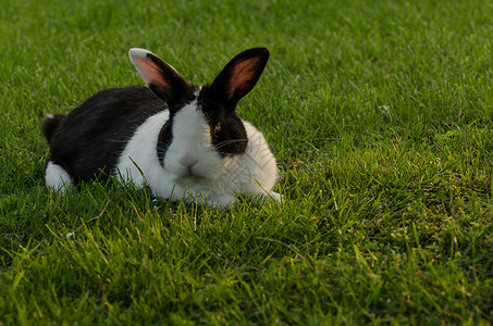 在绿草的黑白兔图片