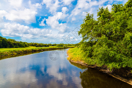 在佛罗里达米亚卡河州立公园有鳄鱼的河流夏季自图片