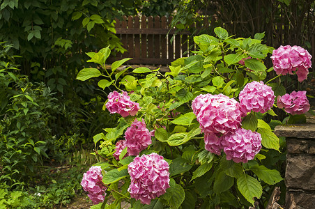 粉色的Hydrangeasshortensia灌木图片