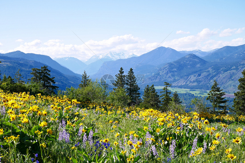 Root和Lupines在Winthrop附近的Patterson山上开花图片