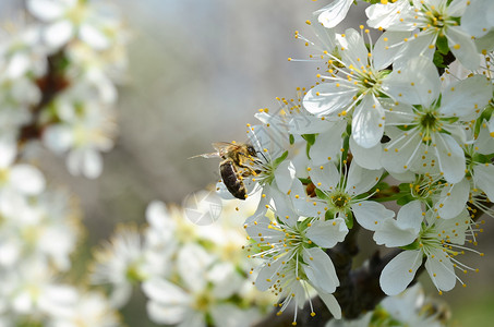 蜜蜂在花朵上的蜜蜂图片