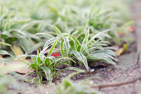 土壤上的吊兰或蜘蛛植物作为家居装饰图片