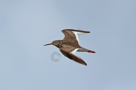 在蓝天背景下飞行的普通红腿鹦鹉图片