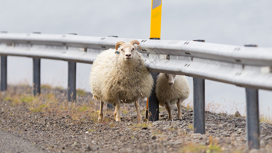 路边的冰岛羊背景图片