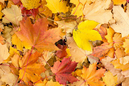 明亮的叶子秋天纹理图片