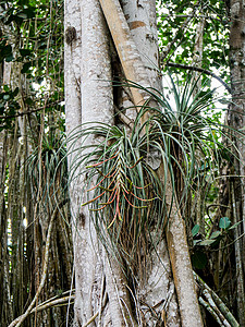 生长在热带古巴的榕树图片