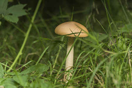 绿草夏日的蘑菇图片