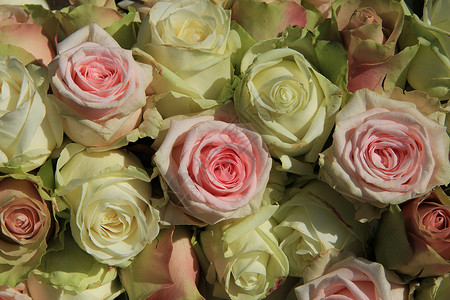 白玫瑰和粉红玫瑰在牧师图片