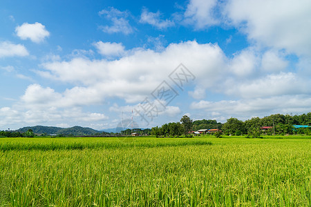 山中的绿色稻田图片