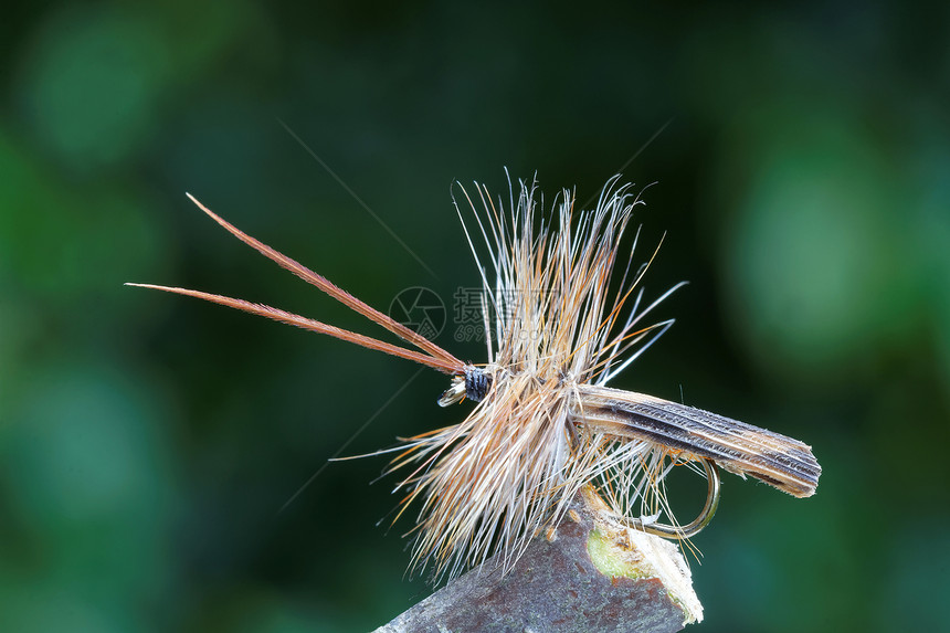 Cadddis飞干苍蝇的宏观镜头棕体棕色身体翅膀和天线背图片