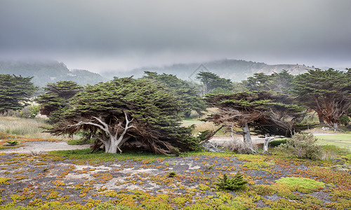 太平洋附近的Cypress图片