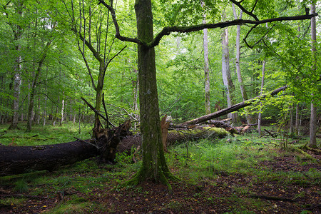 位于波兰欧洲比亚洛维萨森林的旧角束树其图片