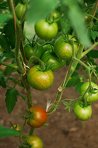 在温室中生长的西红柿图片