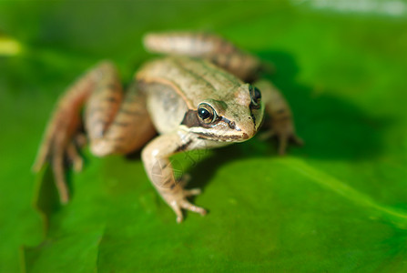 木蛙和绿色睡莲两栖动物宏和绿叶图片