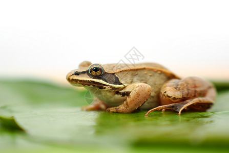 绿水底的棕青蛙在池塘白色背图片