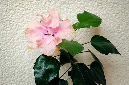 花朵美丽的粉红色颜背景浅色有绿色背景图片