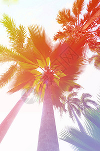 在热带海岸日落光下棕榈树用温图片
