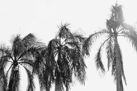 椰子树透视图黑白色调图片