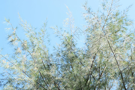 天空背景上的松树叶图片
