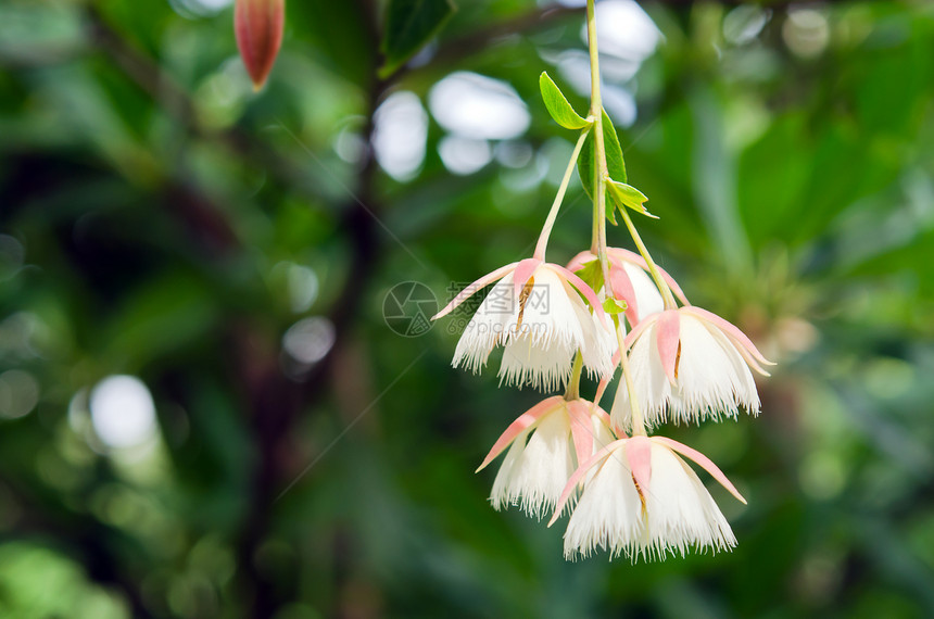 Elaeocarpushainanensis或grandifl图片