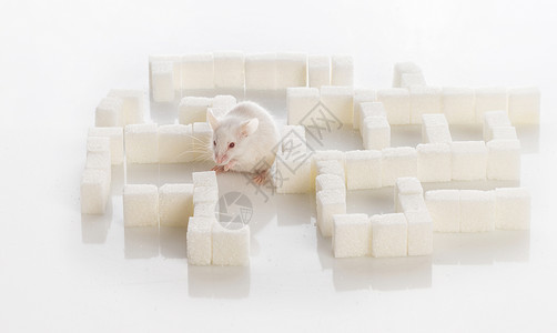 甘糖立方体迷宫中的白老鼠图片