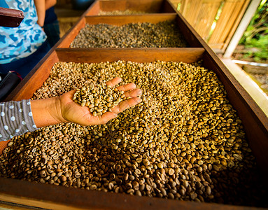 种植园农民手中的干咖啡豆图片