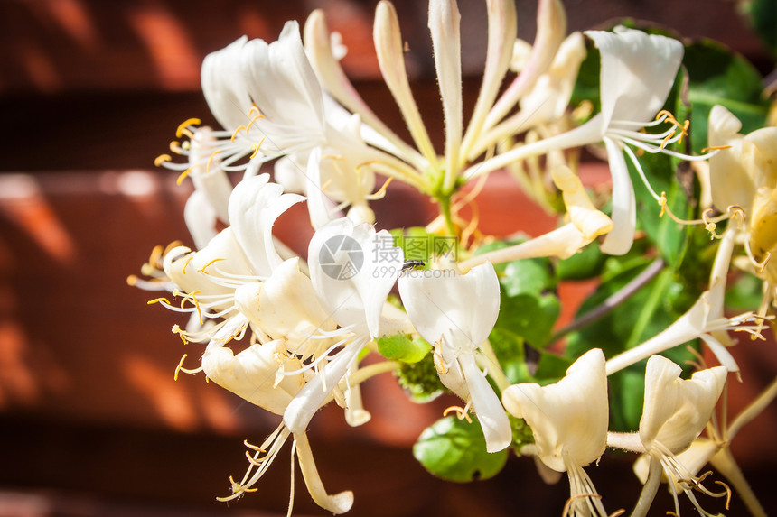 日本金银花天然花卉背景图片