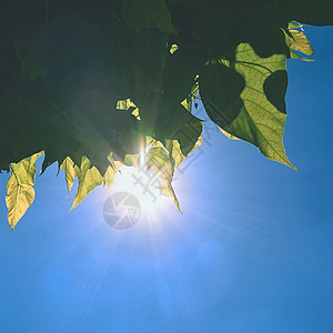 蓝天和阳光的树叶图片