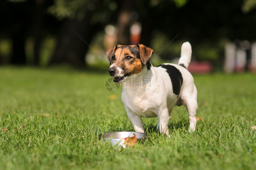 小狗白小狗有棕色和黑斑点站在草坪上图片