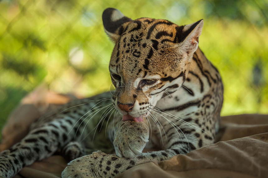 Leopardusparadalisocelot在私人图片