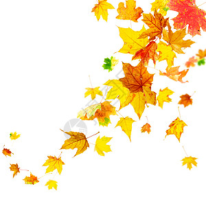 落下多彩的秋天树叶在白图片