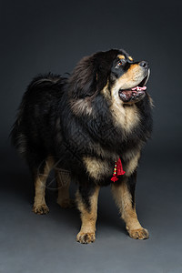 站在黑色背景之上的藏族大公犬的近距离肖像图片