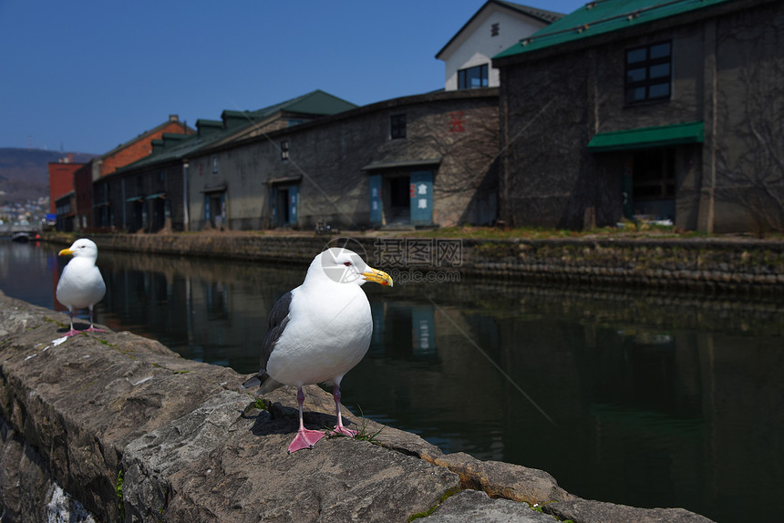 在小樽运河北海道日本的海鸥图片