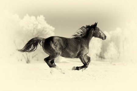马在冬季田地上奔跑Vintage图片