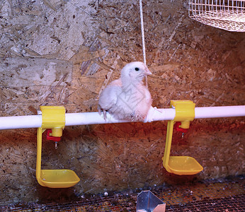 雏鸡在育雏笼中被红外线灯加热图片