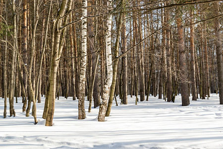 树干温冬森林图片