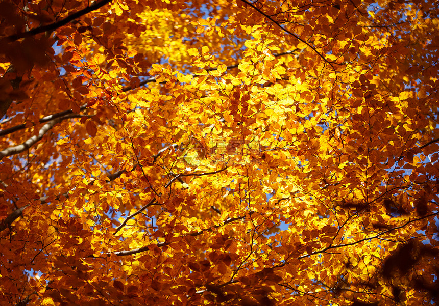 美丽的秋天背景树枝上有黄色叶子图片