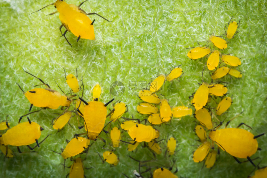 宏观特写叶茎上的黄色小蚜虫图片