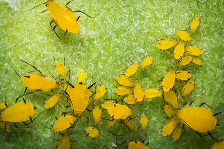 杨汁甘露宏观特写叶茎上的黄色小蚜虫背景
