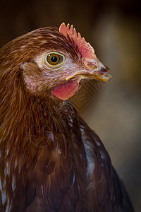 西里Buttercup鸡肉肖像图片