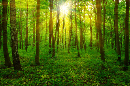阳光照耀的森林太阳照耀图片